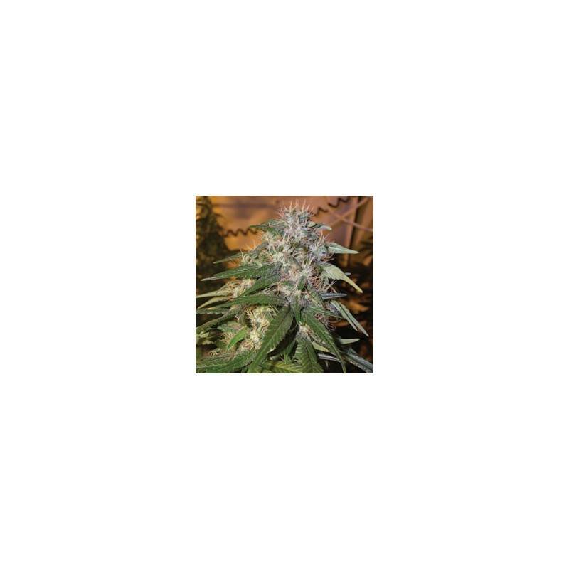 legend