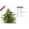 legend