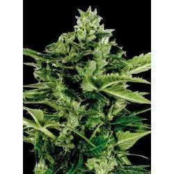 AUTO MANDARINA