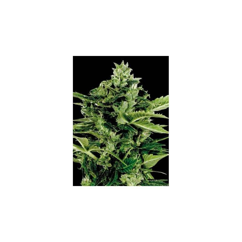 AUTO MANDARINA