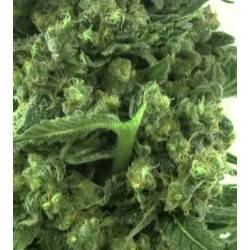 AUTO CRITICAL 2.0