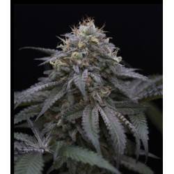SUGAR BREATH · Humboldt...