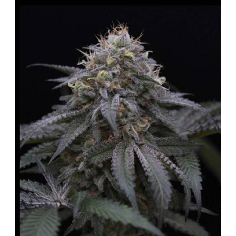 SUGAR BREATH · Humboldt Seeds Organization · semi di canapa  · Fem
