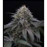 SUGAR BREATH · Humboldt Seeds Organization · semi di canapa  · Fem