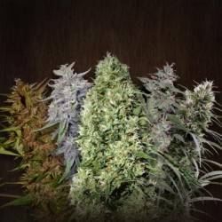 Female Mix · Advanced Seeds · cannabis samen · Fem