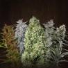 Female Mix · Advanced Seeds · sementes de maconha · Fem
