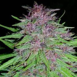 ErdPurt · Ace Seeds · semi...