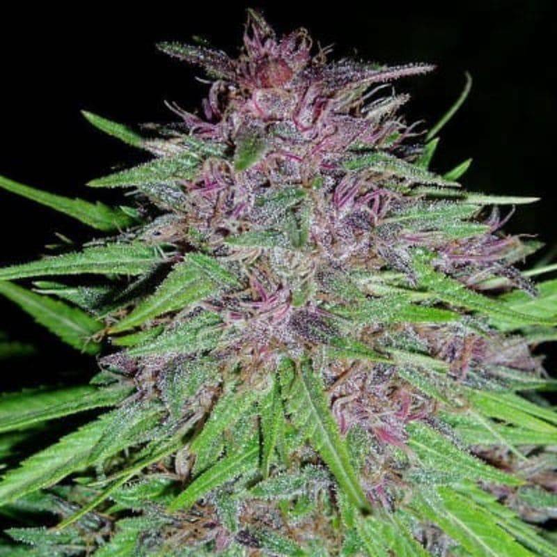 ErdPurt · Ace Seeds · sementes de maconha · Fem