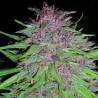ErdPurt · Ace Seeds · semi di canapa · Fem