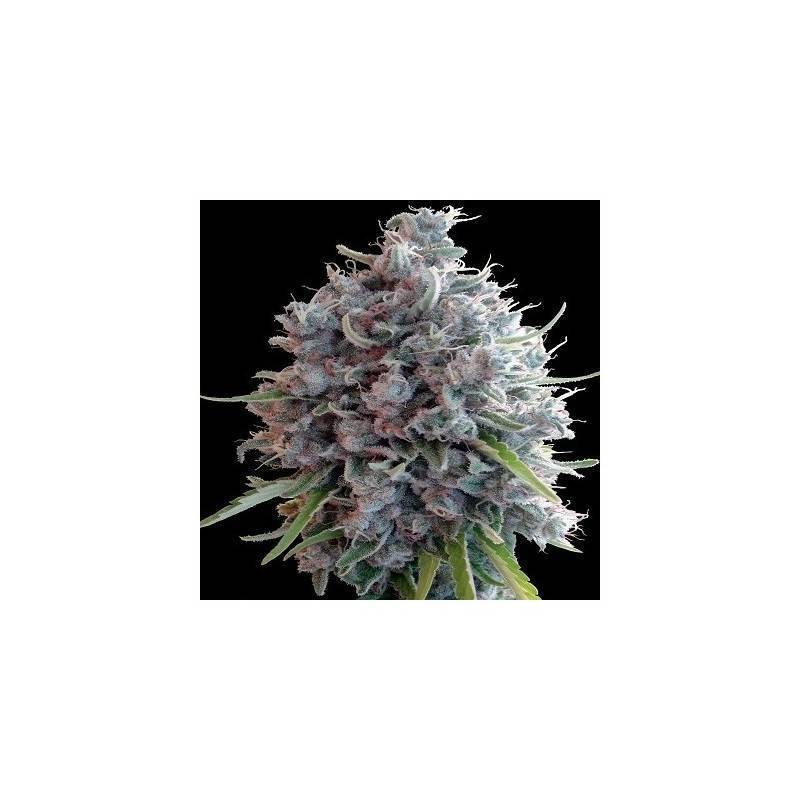 Killer A5 Haze · Ace Seeds · semi di canapa · Fem