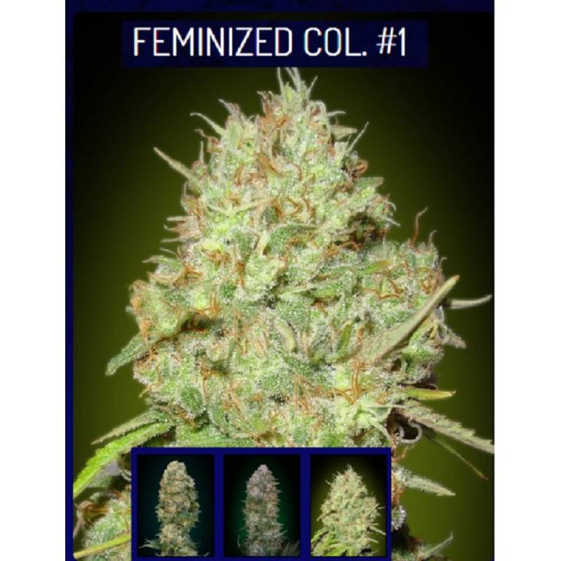 Feminized Col 1 · Advanced Seeds · semi di canapa · Fem