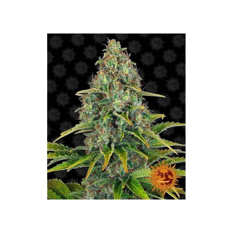 BLUEBERRY CHEESE AUTO · Barneys Farm · semi di canapa · AutoFem