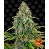 BLUEBERRY CHEESE AUTO · Barneys Farm · semi di canapa · AutoFem