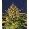 AUTO CREAM MANDARINE