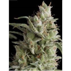 AUTO OG KUSH
