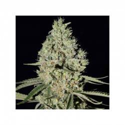 CRITICAL WIDOW