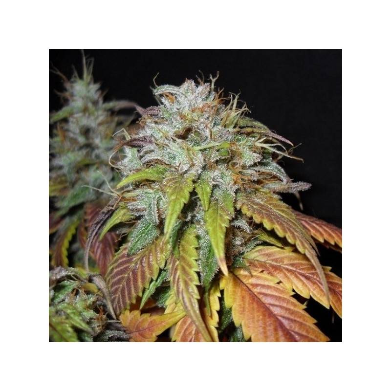 AUTO SWISS CHEESE