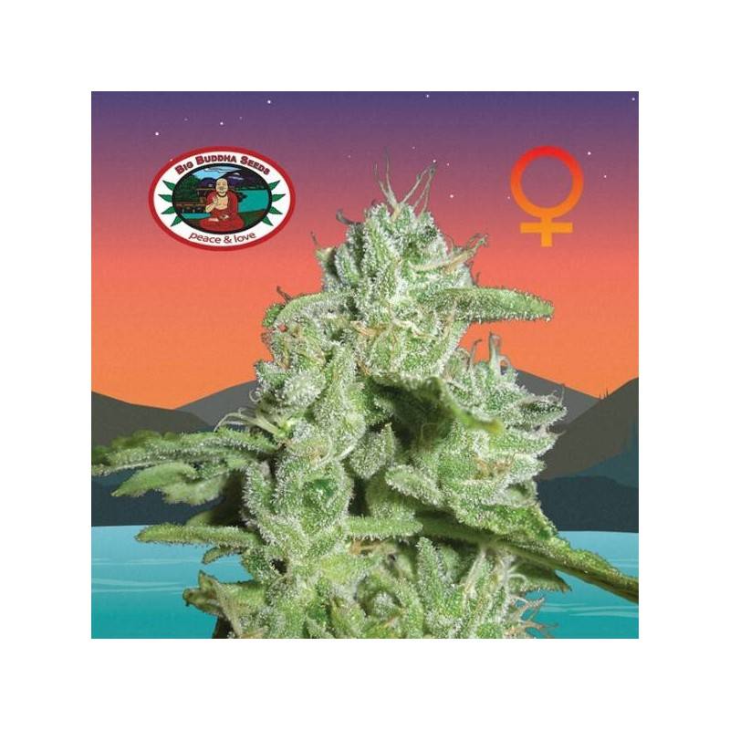 CALIFORNIA ORANGE CHEESE