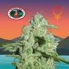 CALIFORNIA ORANGE CHEESE
