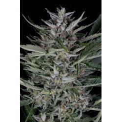 Gorilla Auto · Dinafem ·...