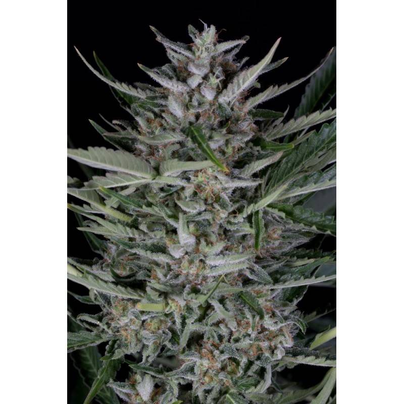 Gorilla Auto · Dinafem · cannabis seeds · AutoFem
