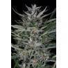 Gorilla Auto · Dinafem · cannabis seeds · AutoFem