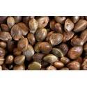 Sementes de maconha Autoflowering