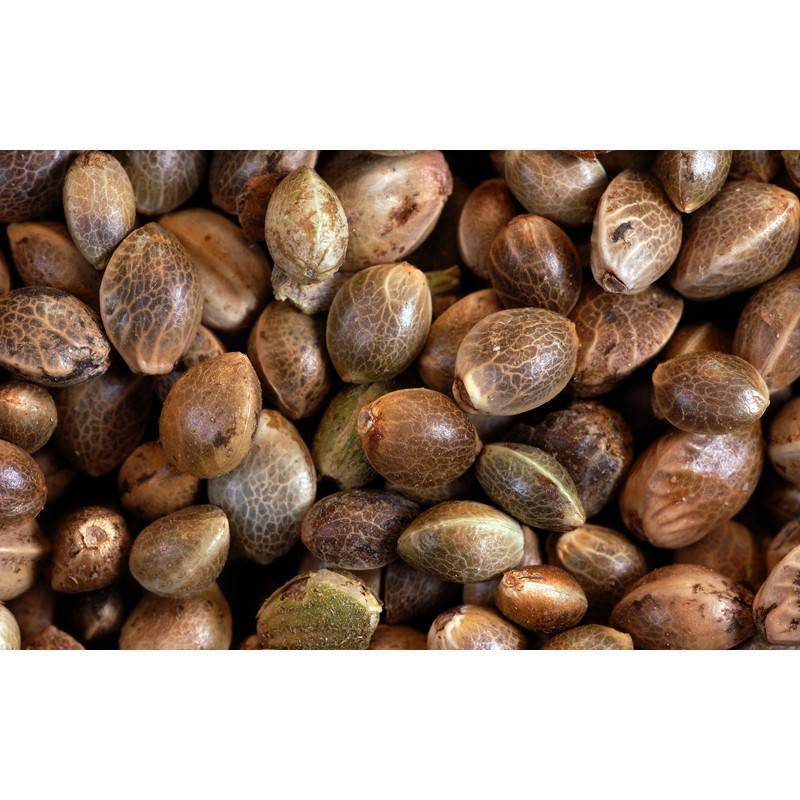 Autoflowering cannabis seed