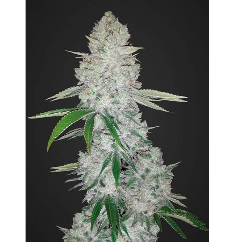 GORILLA GLUE AUTO · Dr Green Seeds · semi di canapa all ingrosso · AutoFem