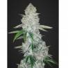 GORILLA GLUE AUTO · Dr Green Seeds · semi di canapa all ingrosso · AutoFem