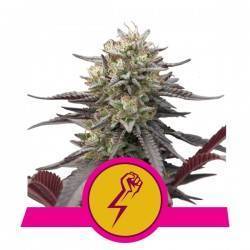 GREEN CRACK PUNCH · Royal Queen Seeds · kaufen cannabis samen · Fem