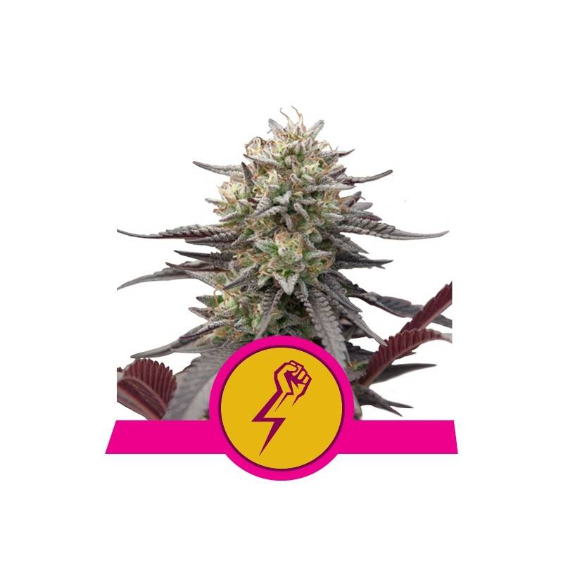 GREEN CRACK PUNCH · Royal Queen Seeds · cannabis seeds · Fem