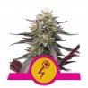 GREEN CRACK PUNCH · Royal Queen Seeds · kenevir tohum · Disi · Fem