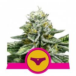 SHERBET QUEEN · Royal Queen Seeds · sementes de maconha · Fem