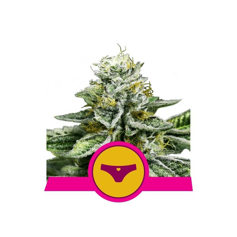 SHERBET QUEEN · Royal Queen Seeds · cannabis samen · Fem