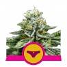 SHERBET QUEEN · Royal Queen Seeds · semi di canapa · Fem