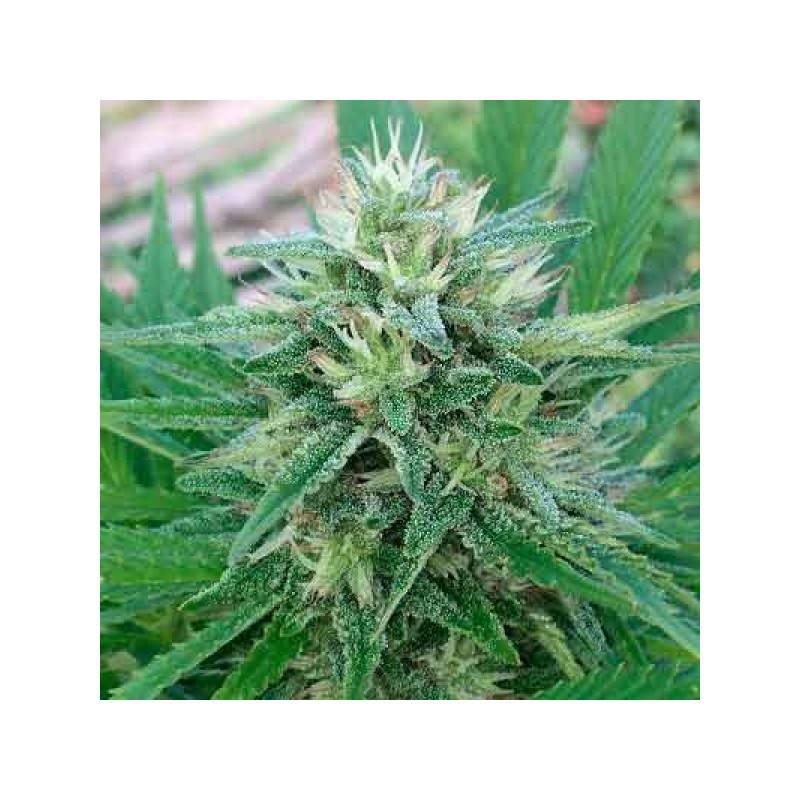 PANAMA X BANGI HAZE · Ace Seeds · kaufen cannabis samen · Fem