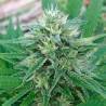 PANAMA X BANGI HAZE · Ace Seeds · kaufen cannabis samen · Fem