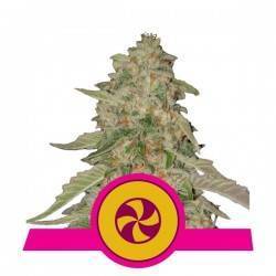 SWEET ZZ · Royal Queen Seeds · sementes de maconha · Fem