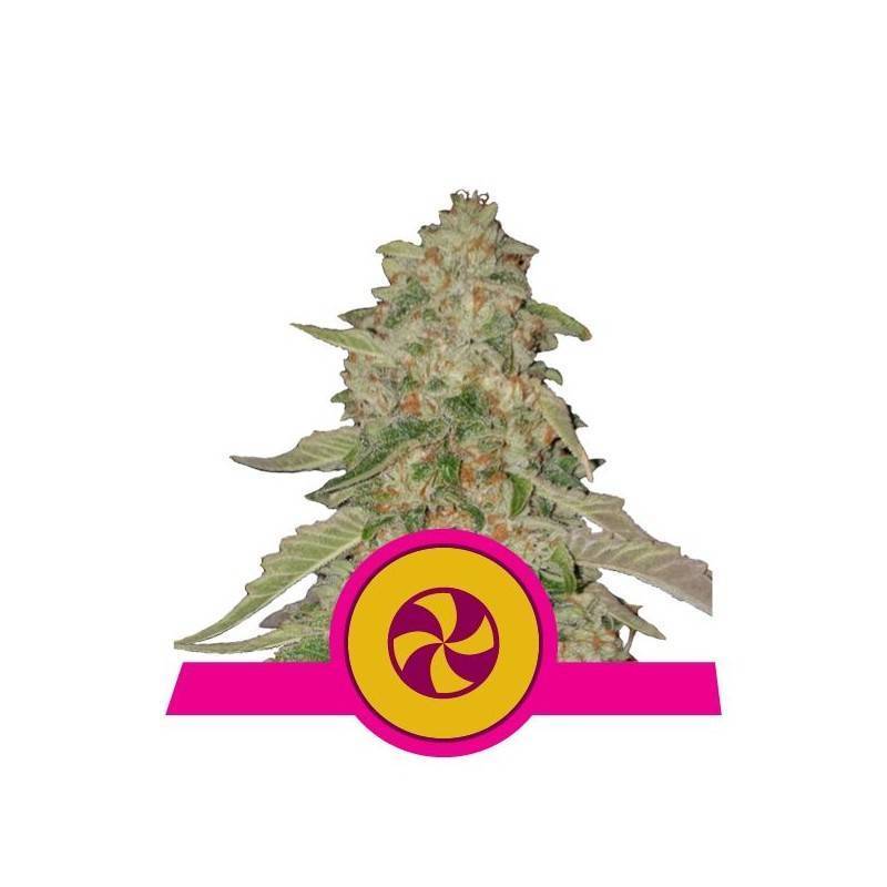 SWEET ZZ  · Royal Queen Seeds · semi di canapa indiana · Fem