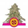 SWEET ZZ  · Royal Queen Seeds · cannabis seeds · Fem