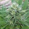 PANAMA X MALAWI · Ace Seeds · sementes de maconha  · Fem