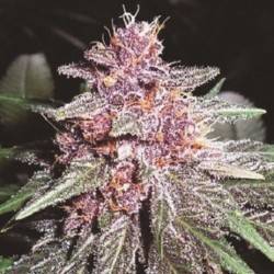 VIOLETA · Ace Seeds ·...