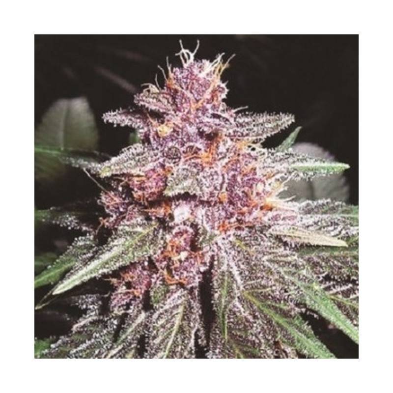 VIOLETA · Ace Seeds · sementes de maconha · Fem