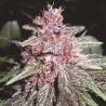 VIOLETA · Ace Seeds · cannabis seeds · Fem