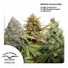 CBD RICH FEMINIZED MIX ·  Dutch Passion · semi di canapa indiana  · Fem