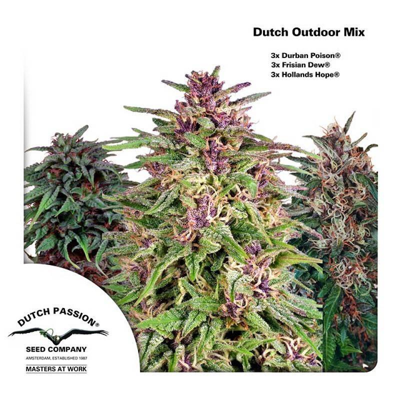 DUTCH OUTDOOR MIX · Dutch Passion · kenevir tohum - disi · Fem