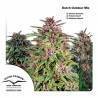 DUTCH OUTDOOR MIX ·  Dutch Passion · semi di canapa indiana  · Fem