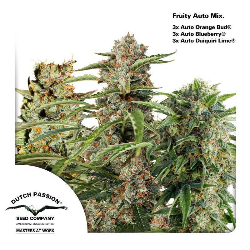 FRUITY AUTOFLOWER MIX · Dutch Passion · semi di canapa · Auto Fem