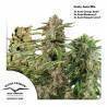 FRUITY AUTOFLOWER MIX · Dutch Passion · semi di canapa · Auto Fem